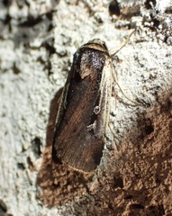 Ochropleura