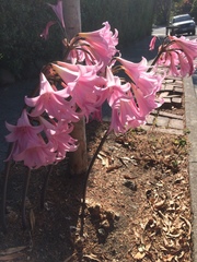 Amaryllis belladonna
