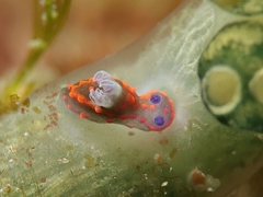 Nembrotha