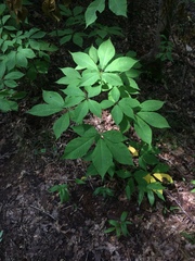 Aesculus parviflora