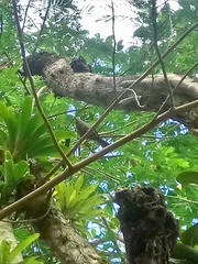Thraupis palmarum