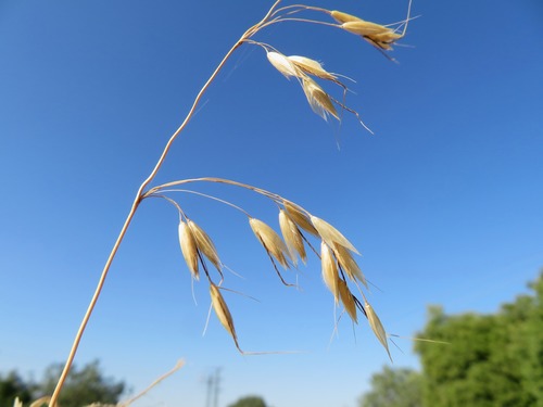 Palestine False-oat (Arrhenatherum palaestinum)
