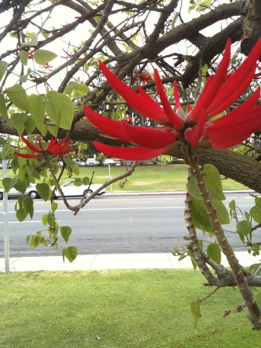 Erythrina americana
