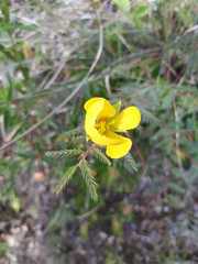 Chamaecrista serpens