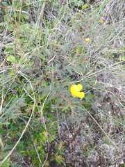 Chamaecrista serpens