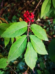 Sambucus kamtschatica