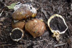 Scleroderma michiganense