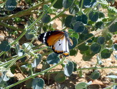 Danaus chrysippus alcippus