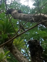 Thraupis palmarum