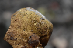 Scleroderma michiganense