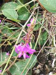 Desmodium sericophyllum