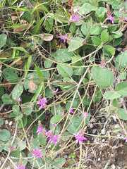 Desmodium sericophyllum