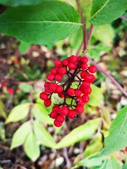 Sambucus kamtschatica