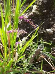 Polygala glochidiata