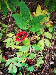Sambucus kamtschatica