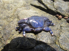 Petrolisthes violaceus
