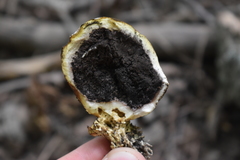 Scleroderma michiganense