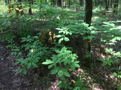 Aesculus parviflora