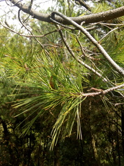 Pinus greggii