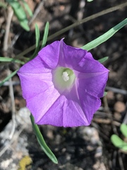 Ipomoea plummerae