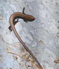 Panaspis