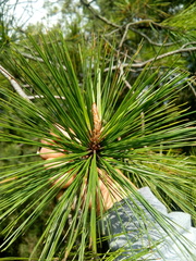 Pinus greggii