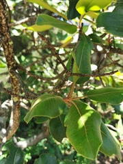 Arbutus madrensis