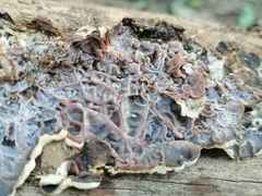 Auricularia brasiliana