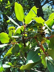 Arbutus madrensis