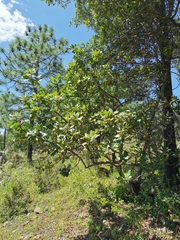 Arbutus madrensis