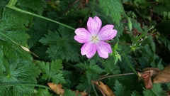 Geranium endressii