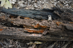 Botryobasidium simile