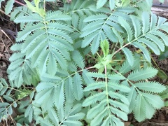 Melianthus