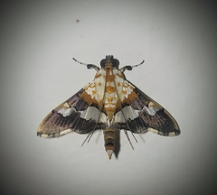Aetholix flavibasalis