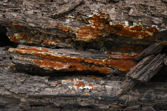 Botryobasidium simile