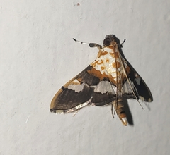 Aetholix flavibasalis