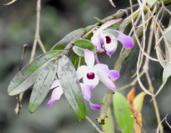 Dendrobium nobile