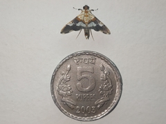 Aetholix flavibasalis