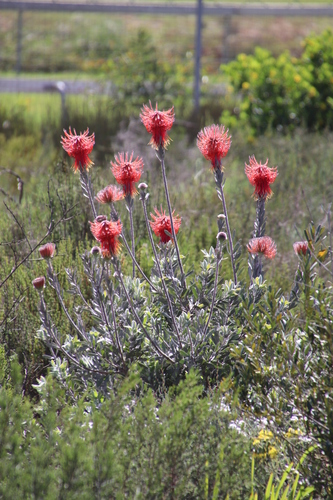 Image of Leucospermum reflexum by (c) Tony Rebelo, some rights reserved (CC BY-SA)