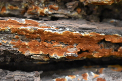 Botryobasidium simile