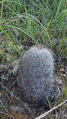 Escobaria dasyacantha