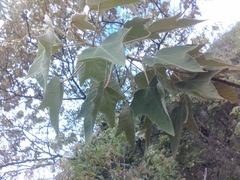 Croton gossypiifolius