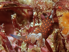 Nembrotha