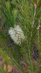 Melaleuca armillaris armillaris
