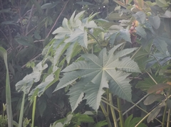 Ricinus communis