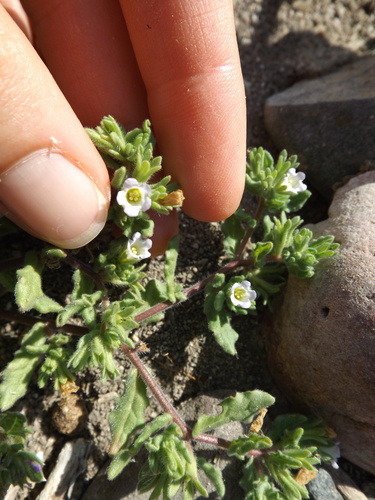 Image of Nama stenocarpa by (c) Amy, some rights reserved (CC BY)