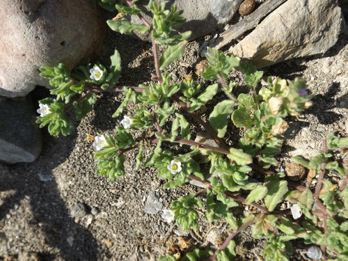 Image of Nama stenocarpa by (c) Amy, some rights reserved (CC BY)