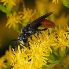 Sphecodes albilabris