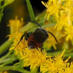 Sphecodes albilabris