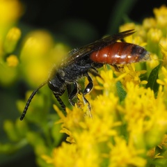 Sphecodes albilabris